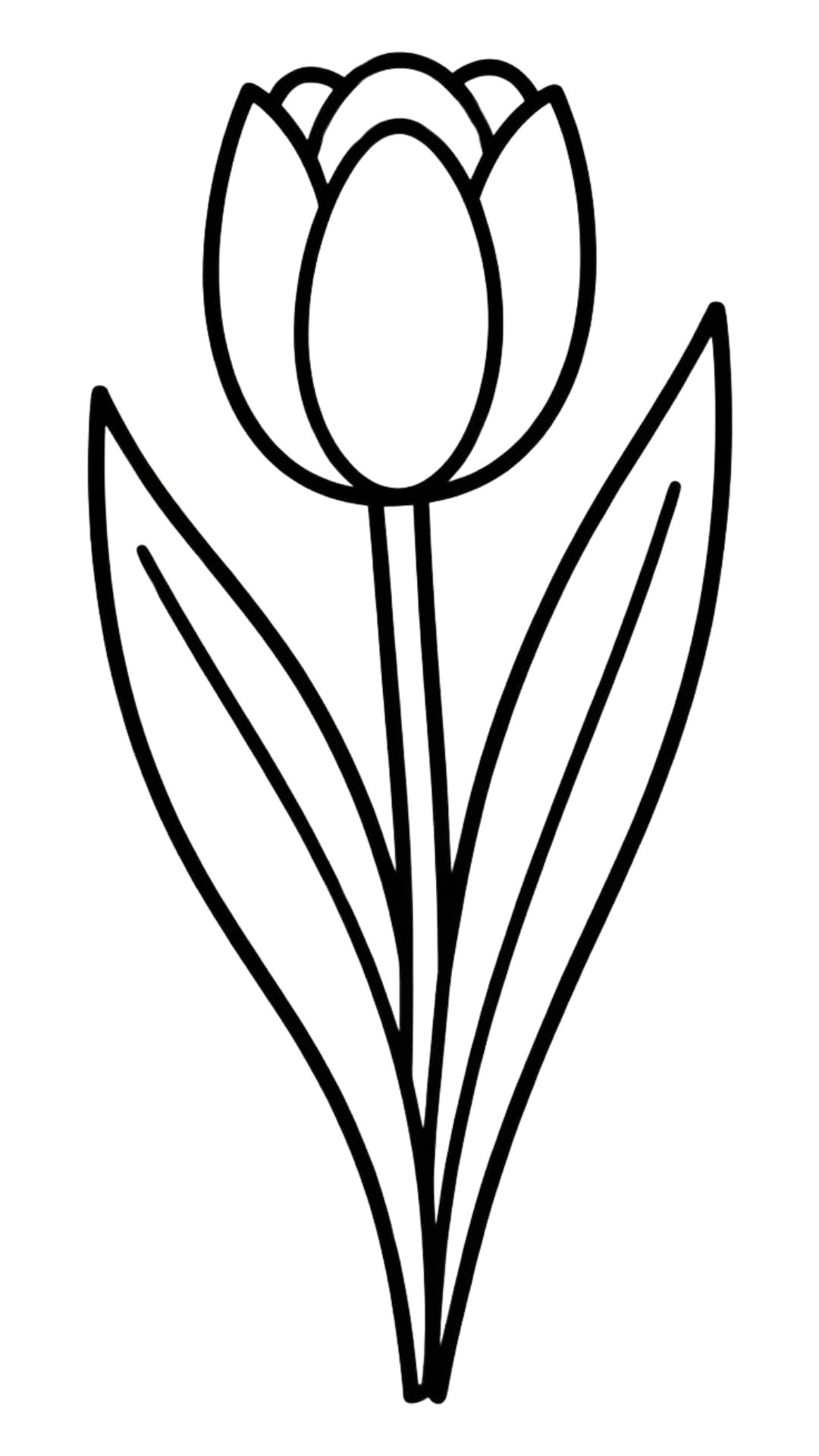 tulipes dessin