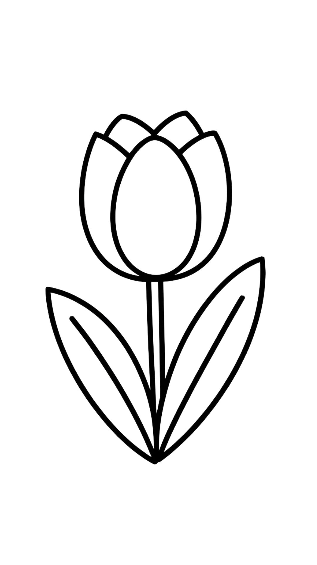 dessin tulipes