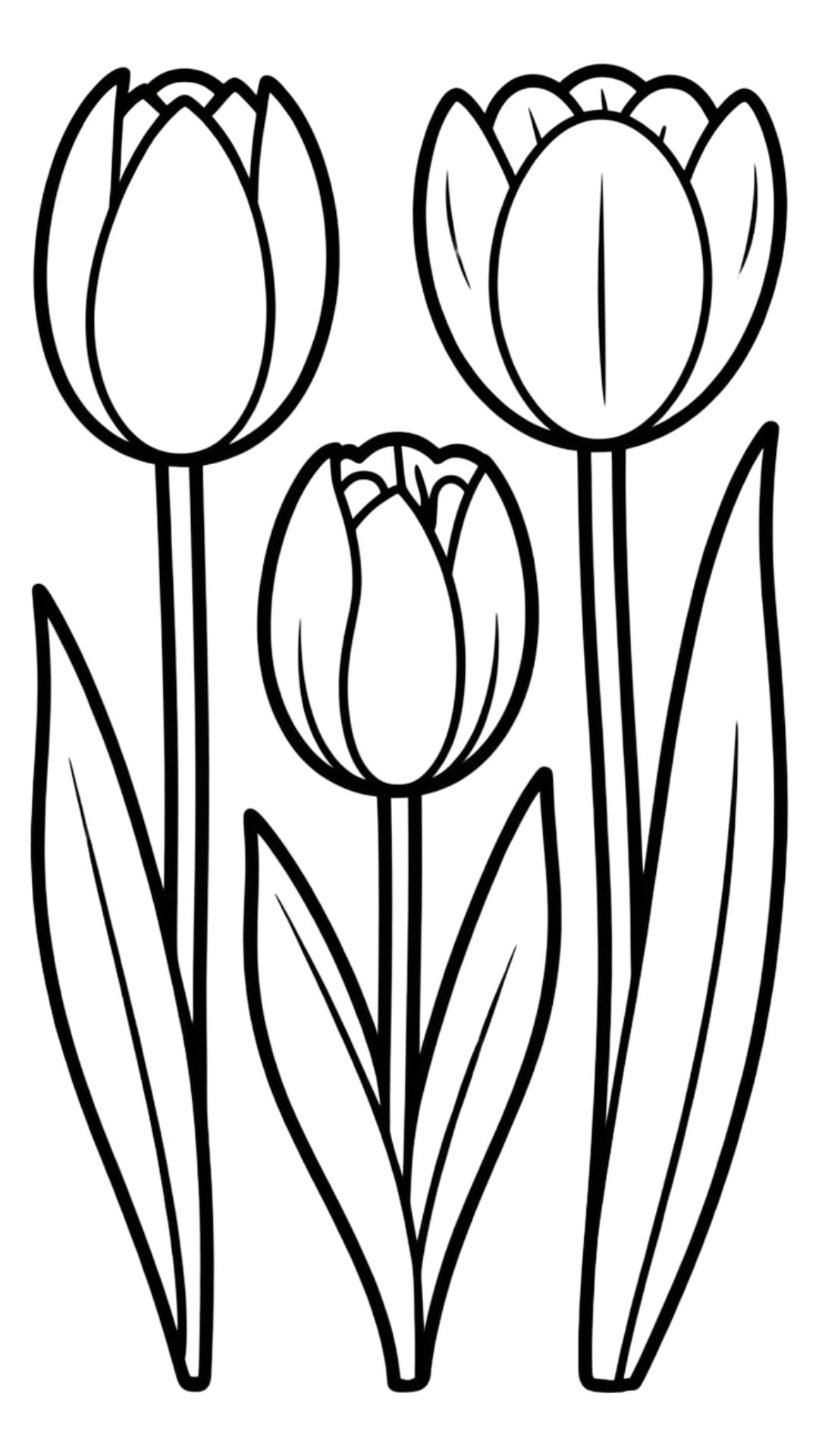 dessin de tulipes